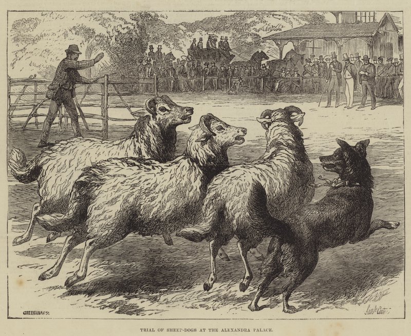 Trial of Sheep-Dogs at the Alexandra Palace by Samuel John Carter