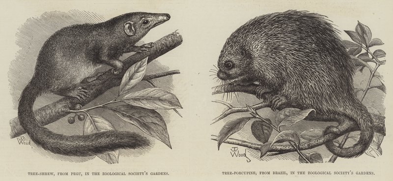 The Tree Shrew and Tree Porcupine by Thomas W. Wood