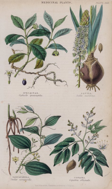Ipecacuan; Squill; Sarsaparilla; Copaiba by W. Fitch