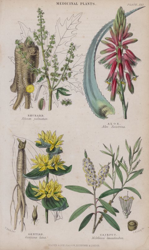 Rhubarb; Aloe; Gentian; Cajeput by W. Fitch