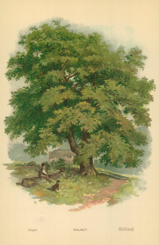 Walnut by William Henry James Boot