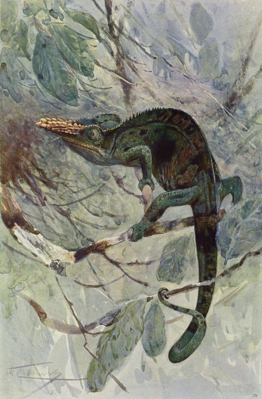 African Chameleon by after Wilhelm Kuhnert