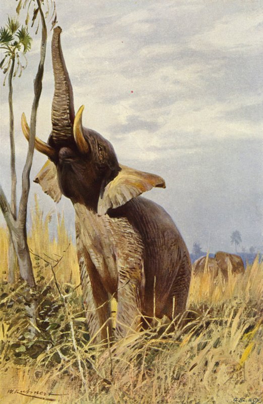 African Elephant by after Wilhelm Kuhnert
