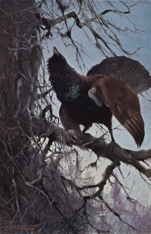 Capercaillie by after Wilhelm Kuhnert