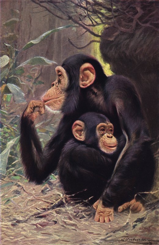 Chimpanzee by after Wilhelm Kuhnert