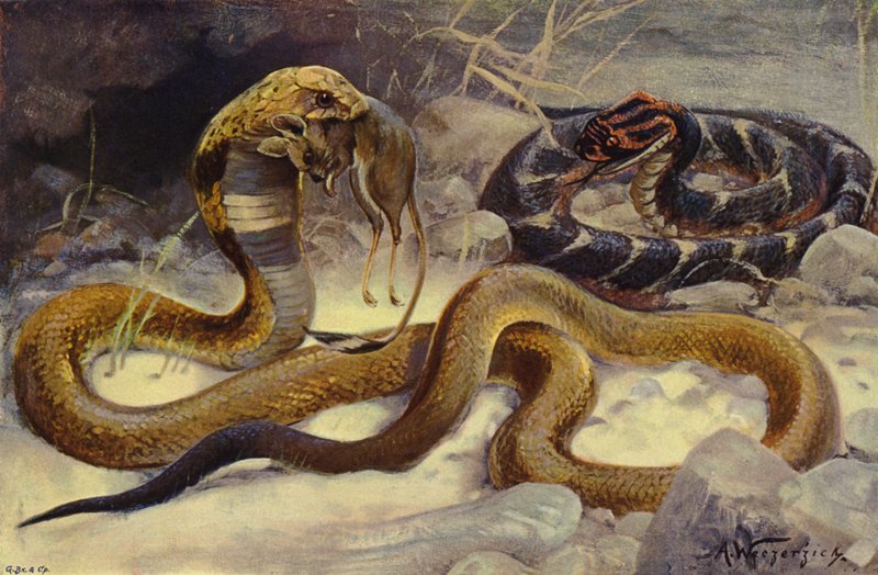 Cobra and Puff Adder by after Wilhelm Kuhnert