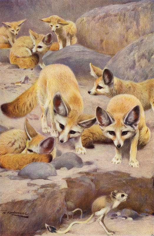Fennec and Jerboa by after Wilhelm Kuhnert