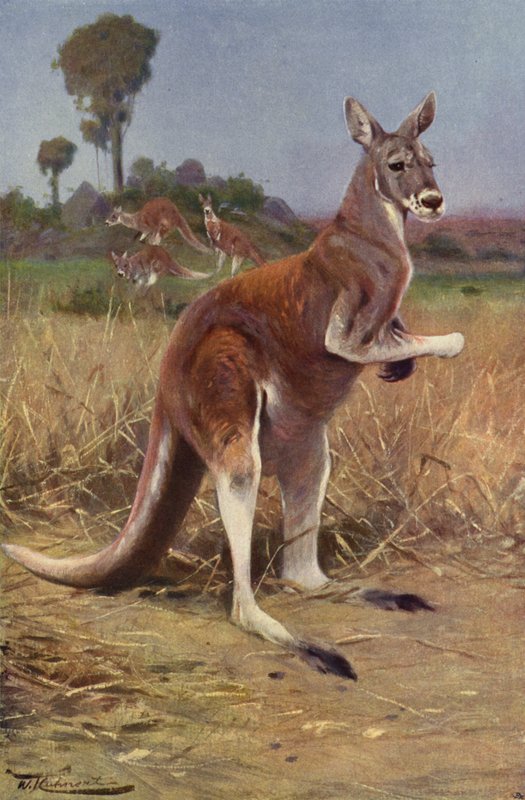Red Kangaroo by after Wilhelm Kuhnert