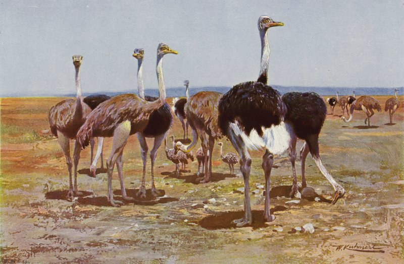 Somali Ostrich by after Wilhelm Kuhnert