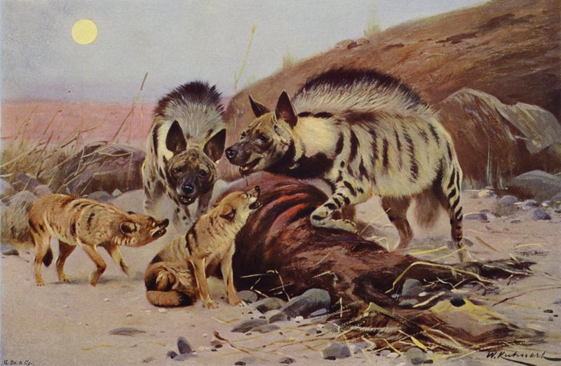 Striped Hyaena and Jackal by after Wilhelm Kuhnert