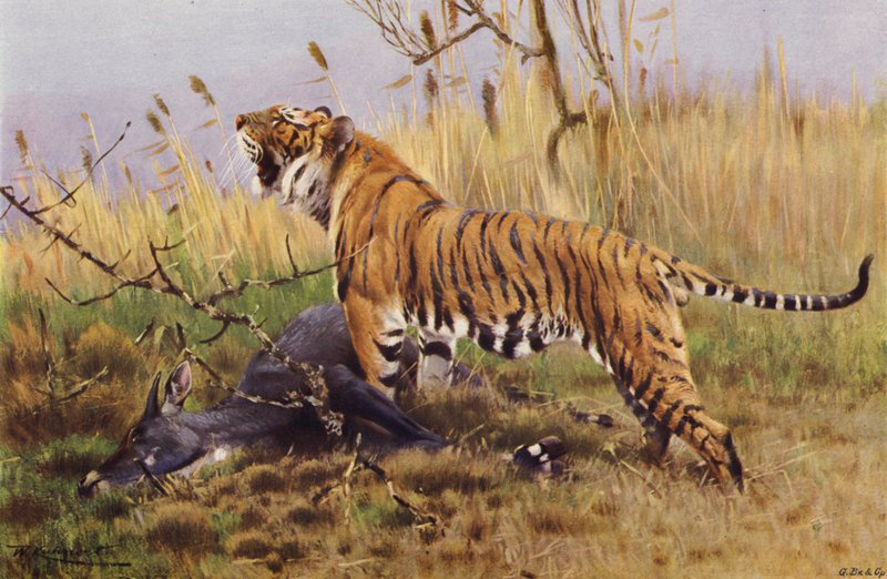 Tiger by after Wilhelm Kuhnert