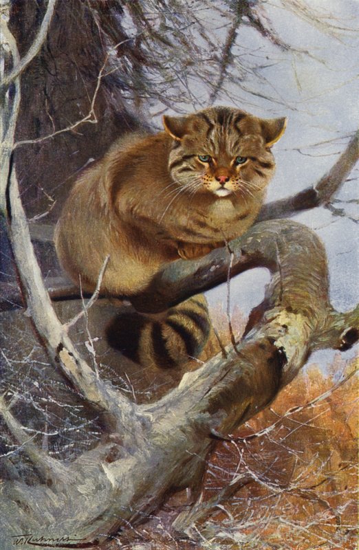Wild Cat by after Wilhelm Kuhnert